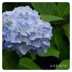 紫陽花の学び